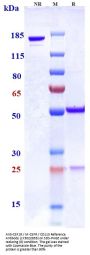 Anti-CSF1R / M-CSFR / CD115 Reference Antibody (LY3022855)