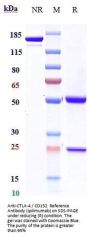 Anti-CTLA-4 / CD152 Reference Antibody (ipilimumab)