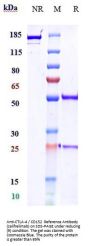 Anti-CTLA-4 / CD152 Reference Antibody (zalifrelimab)