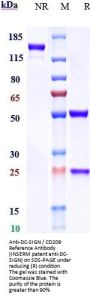 Anti-DC-SIGN / CD209 Reference Antibody (INSERM patent anti-DC-SIGN)