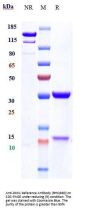 Anti-DKK1 Reference Antibody (BHQ880)