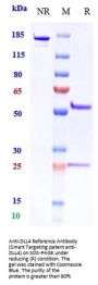 Anti-DLL4 Reference Antibody (Smart Targeting patent anti-DLL4)