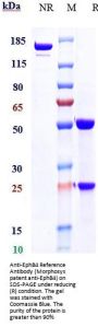 Anti-EphB4 Reference Antibody (Morphosys patent anti-EphB4)