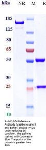 Anti-EphB4 Reference Antibody (VasGene patent anti-EphB4)