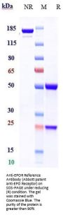 Anti-EPOR Reference Antibody (Abbott patent anti-EPO Receptor)