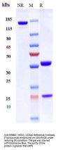Anti-ERBB2 / HER2 / CD340 Reference Antibody (Trastuzumab emtansine)