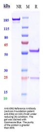 Anti-ERG Reference Antibody (Jackson Foundation patent anti-ERG)