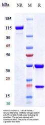 Anti-F3 / Factor III / Tissue Factor / CD142 Reference Antibody (Chugai patent anti-TF)