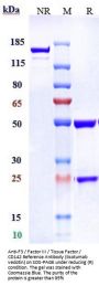Anti-F3 / Factor III / Tissue Factor / CD142 Reference Antibody (tisotumab vedotin)