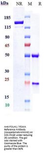 Anti-FOLH1 / PSMA Reference Antibody (rosopatamab-MMAE)