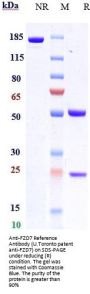 Anti-FZD7 Reference Antibody (U.Toronto patent anti-FZD7)