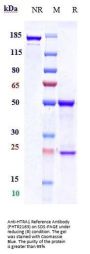 Anti-HTRA1 Reference Antibody (FHTR2163)