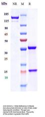 Anti-NCAM1 / CD56 Reference Antibody (lorvotuzumab-MMAE)