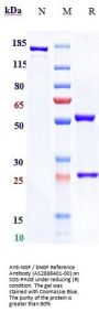 Anti-NGF / bNGF Reference Antibody (AS2886401-00)