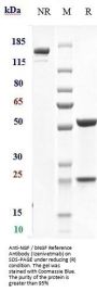 Anti-NGF / bNGF Reference Antibody (Izenivetmab)