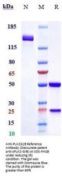 Anti-PLA2G1B Reference Antibody (Diaccurate patent anti-sPLA2-GIB)