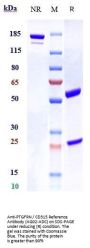 Anti-PTGFRN / CD315 Reference Antibody (AG02-ADC)