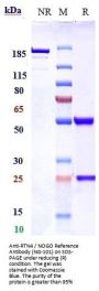 Anti-RTN4 / NOGO Reference Antibody (NG-101)