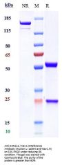 Anti-SCN11a / Nav1.9 Reference Antibody (Wuhan U. patent anti-Nav1.9)