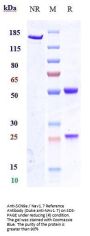 Anti-SCN9a / Nav1.7 Reference Antibody (Duke anti-NAv1.7)