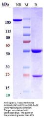 Anti-Siglec-2 / CD22 Reference Antibody (NCI m972)