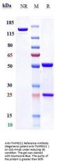 Anti-TMPRSS2 Reference Antibody (Regeneron patent anti-TMPRSS2 )