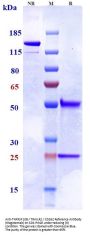 Anti-TNFRSF10B / TRAILR2 / CD262 Reference Antibody (tilogotamab)