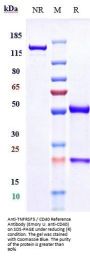 Anti-TNFRSF5 / CD40 Reference Antibody (Emory U. anti-CD40)