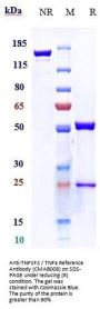 Anti-TNFSF2 / TNFa Reference Antibody (CMAB008)