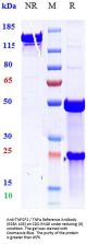 Anti-TNFSF2 / TNFa Reference Antibody (ESBA 105)