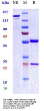 Anti-TNFSF2 / TNFa Reference Antibody (hMAK195)