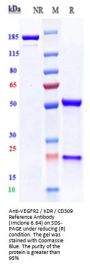 Anti-VEGFR2 / KDR / CD309 Reference Antibody (Imclone 6.64)