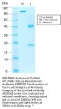AIF1 Recombinant Antibody AE00102
