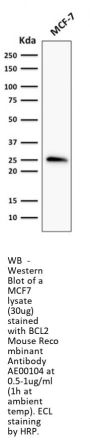 BCL2 Recombinant Antibody AE00104