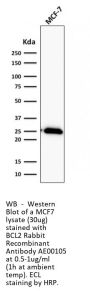 BCL2 Recombinant Antibody AE00105