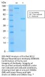 BCL2 Recombinant Antibody AE00105