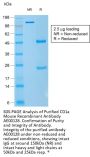 CD1a Recombinant Antibody AE00128