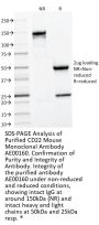 CD22 Monoclonal Antibody AE00160