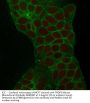 TROP2 Monoclonal Antibody AE00187