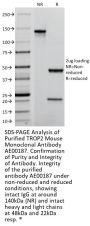 TROP2 Monoclonal Antibody AE00187