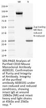 CD10 Monoclonal Antibody AE00191