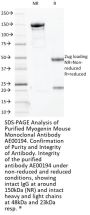 Myogenin Monoclonal Antibody AE00194