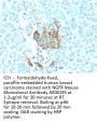 NGFR Monoclonal Antibody AE00195