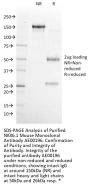NKX6.1 Monoclonal Antibody AE00196