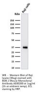 BOB.1 Monoclonal Antibody AE00200