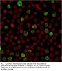 BOB.1 Monoclonal Antibody AE00200