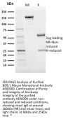BOB.1 Monoclonal Antibody AE00200