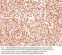 POU2F2 Monoclonal Antibody AE00201