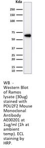 POU2F2 Monoclonal Antibody AE00201