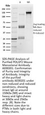 POU2F2 Monoclonal Antibody AE00201